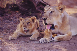 population of asiatic lion in gujarats gir increases