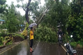 Tree collapse on mumbai goa highway