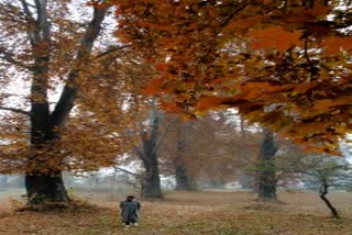 Mega Chinar park to come up soon in Srinagar