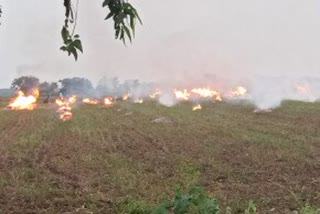 Farmers are putting fire on soyabean crop