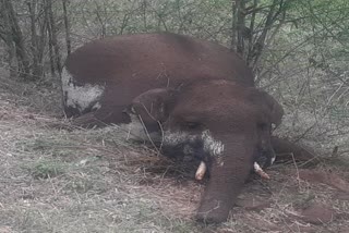 Elephant Dead In Kadampur Forest