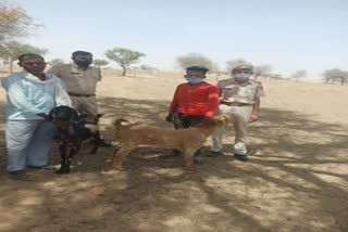 Sikar, Accused arrested, theft of goat