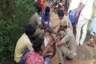Handing over of deer trapped by dog ​​near Ambur to forest department