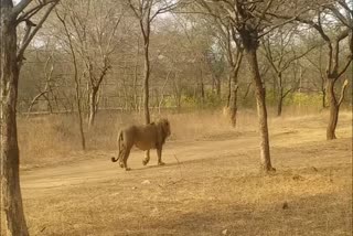 asiatic-lion-tested-positive-for-covid-in-jaipur