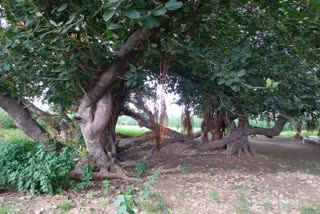 बरगद का पेड़.
