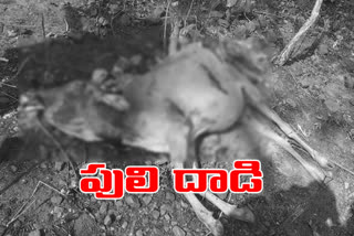 cow died in tiger attack