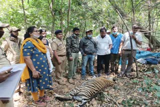 Bhadra tiger reserved forest tiger death