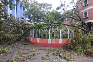 Greenery of Jadavpur University campus is being ruined due to Amphan and Kalbaisakhi