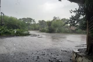 Heavy rain in shajapur