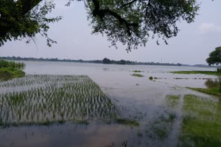 बारिश के पानी में डूबी फसलें.