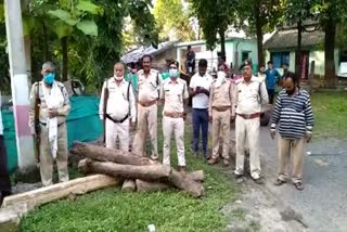 forest department seized illegal teak wood