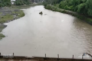 Soyabean crops destroyed due to rain 