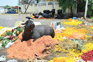 flower market down, corona situations  