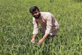 Production of black rice with Vedic farming method