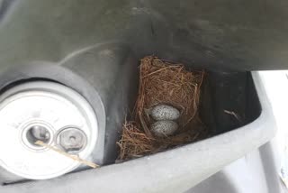  A bird nesting in scooter