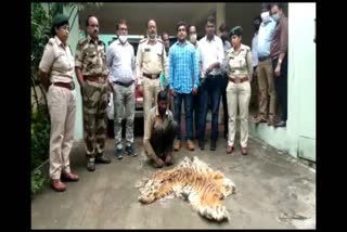 Man arrested with tiger skin