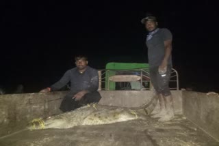 Crocodile caught in muddebihal nalatawada