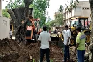 Tree planting