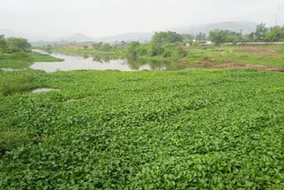 रायगड : पाताळगंगा नदीत जलपर्णीचा वाढता प्रभाव 