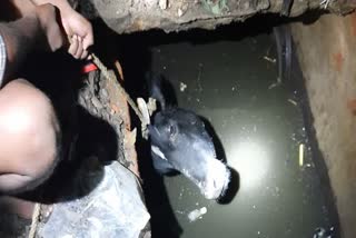 Cow in drainage