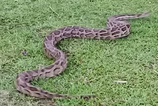 8 fet Long python recoverd in dhemaji simen chapari area