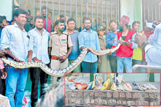 Ten Huge Pythons found under rock in Telangana