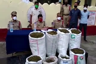 Police seize 52 kg of illicit marijuana at kumuram bheem asifabad