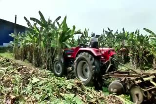 Corona Curfew: Banana plantation farmers at a loss!
