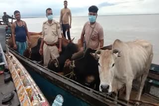 Cow smuggler arrested in dhubri