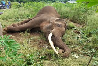 Male elephant killed in electric fence: Forest Department probe!