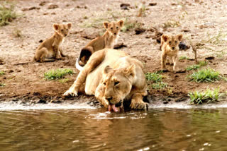 lion census