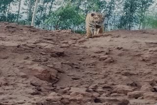 Tiger wandering 