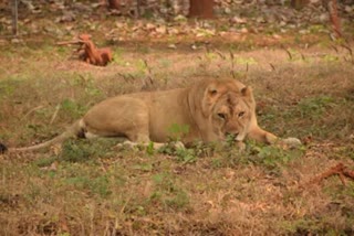 Ailing lioness dies in Lucknow Zoo