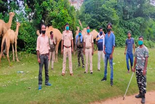 giridih police took action against camel smuggler