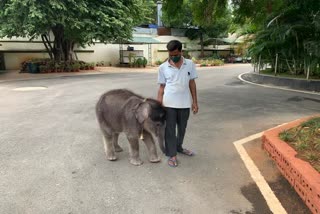 True friendship: Baby elephant incredibly shows deep affection for human friend