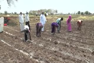 cotton germination start in district