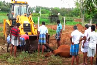 Mysteriously cows death