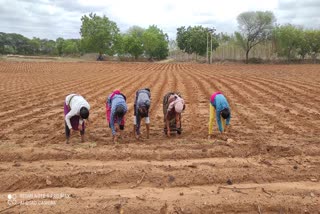  cultivation of cotton