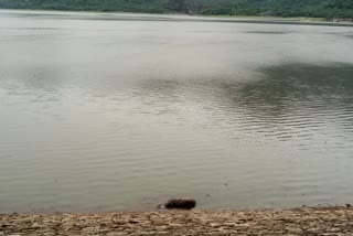 buffalo death aliyar dam