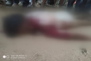 Farmer killed in tiger attack in chimur 