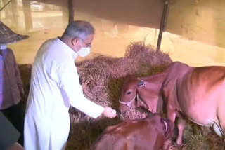 cows in Bilaspur