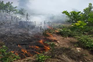 बागायतीला आग