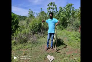 three snakes caught by forest officer in ambur 