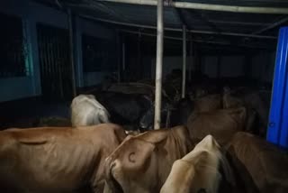 52 cattle seized by duburi Police 