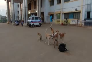 people suffering for dogs roaming on govt hospital