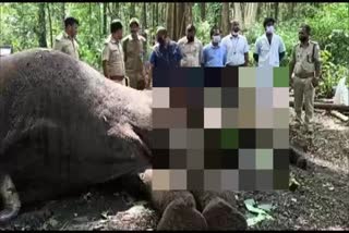 elephant-dies