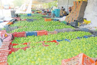 mango farmers 