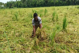  மழை நீரில் மூழ்கி நெற்கதிர்கள் சேதம்