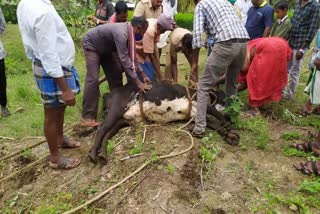 Fire department officers rescued a cow that fell into a well