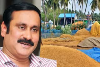 rain-soaked-paddy-should-be-procured-with-relaxed-rules-pmk anbumani-request-for-farmers.